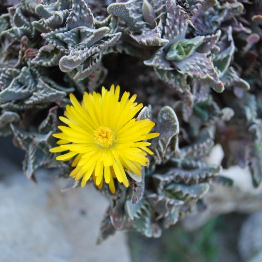 Faucaria felina